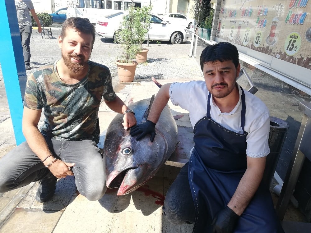 240 kiloluk Orkinos, Aydın’da ilgi odağı oldu 