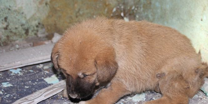 Apartman boşluğuna düşen yavru köpeği itfaiye ekipleri kurtardı