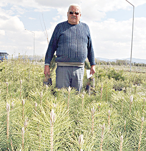 Kaçak sigara bulundurana “fidan dikme” cezası