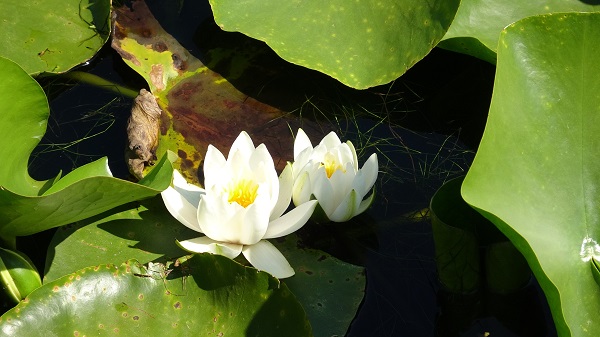 244 bin liranız yoksa bu çiçeğin yanından geçmeyin