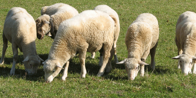 28 küçükbaş hayvan çaldılar