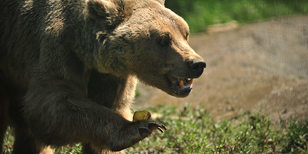 2,5 aylık sevimli ayılar barınağın yeni maskotları oldu