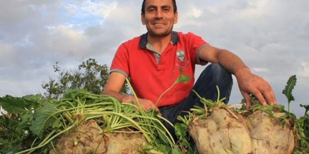 Görenler şaşkına döndü: 15 kiloluk pancar!