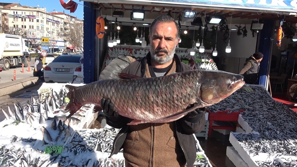 25 kiloluk balık görenleri şaşırtıyor 
