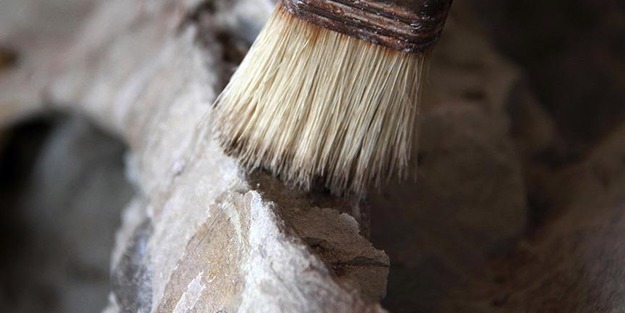 2,5 milyar yıllık bakteri fosilleri bulundu