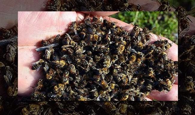 2,5 milyon bal arısı Zika virüsünden öldü