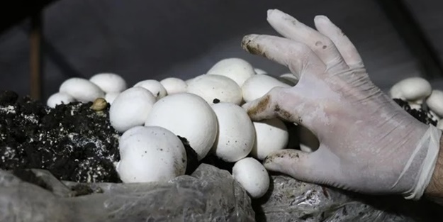 25 taneyle başladı! Şimdi paraya para demiyor