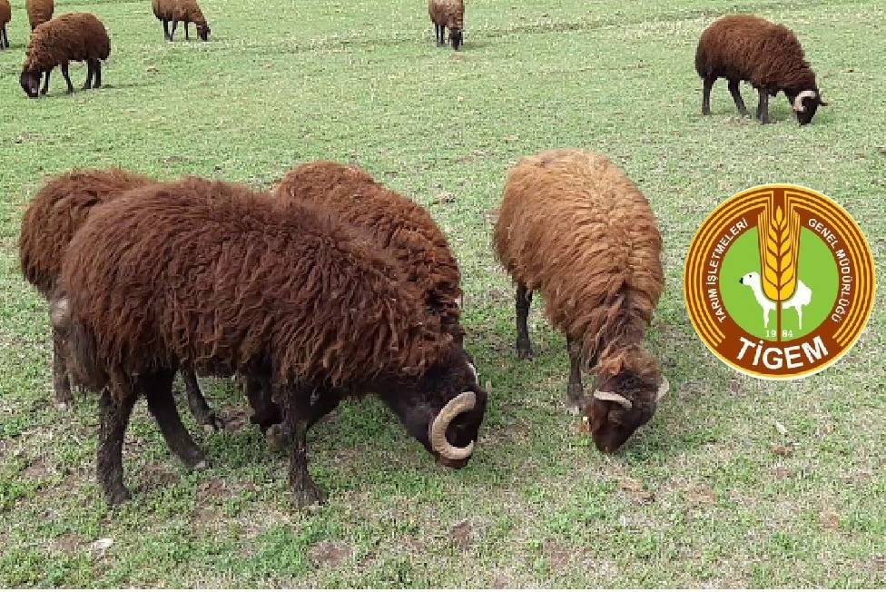 250 baş reforme morkaraman koyun açık artırma ile satılacak