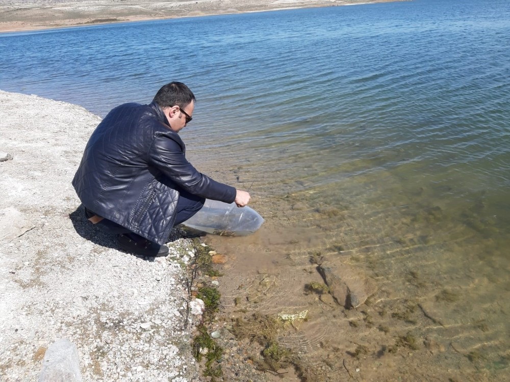 250 bin yavru sazan balığı suyla buluştu 