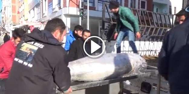 250 kiloluk dev orkinos balığı