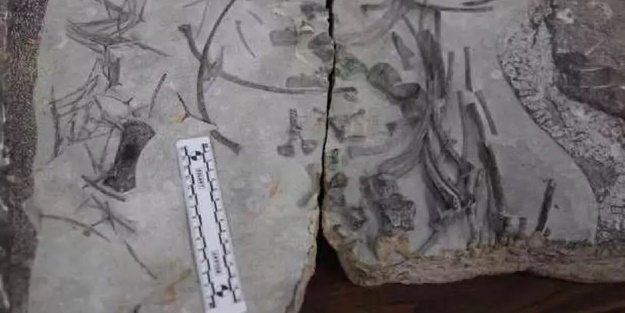 250 milyon yıllık ihtiyozor iskeleti bulundu