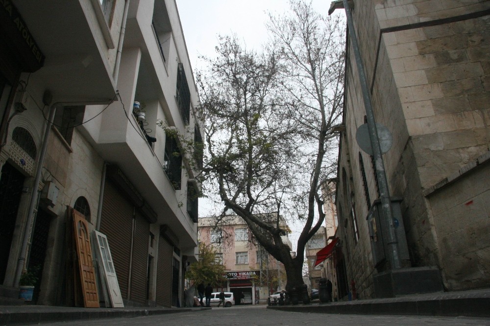 250 yıllık tarihi çınar ağacı caddeye renk katıyor 