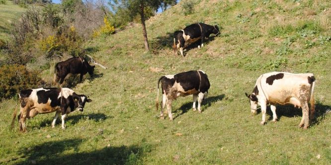 “Aydın’daki mera alanları daha aktif kullanılmalı”