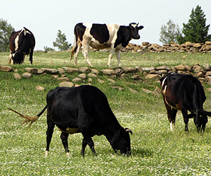 KKKA virüsüne aşı geliştirildi
