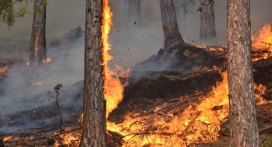 27 ilde ormanlara girişler yasaklandı! İşte o iller