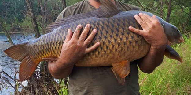 27 kiloluk dev sazan balığı yakaladı! Sonrasında ise...