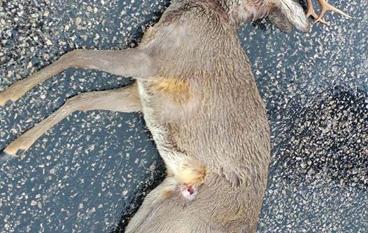 Aracın çarptığı ceylan öldü