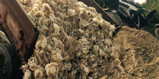 28 bin tavuk telef oldu