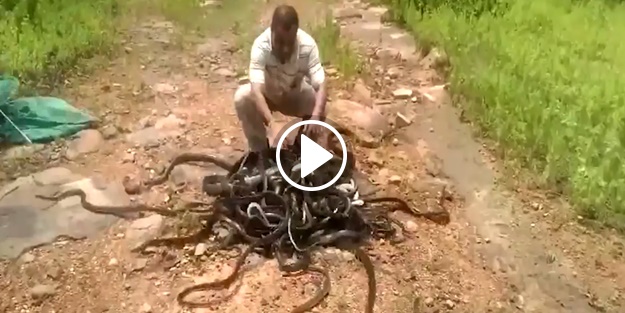 285 yılanı aynı anda serbest bıraktı!