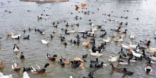 Ördekler Mogan’da doğal yaşama kavuştu
