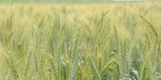 Buğday üreticisi bu yıl umutlu