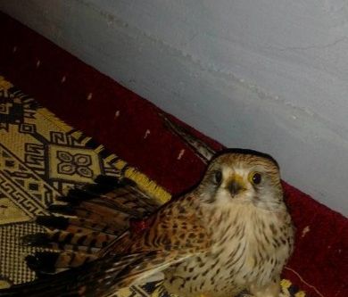 Duyarlı vatandaştan örnek davranış