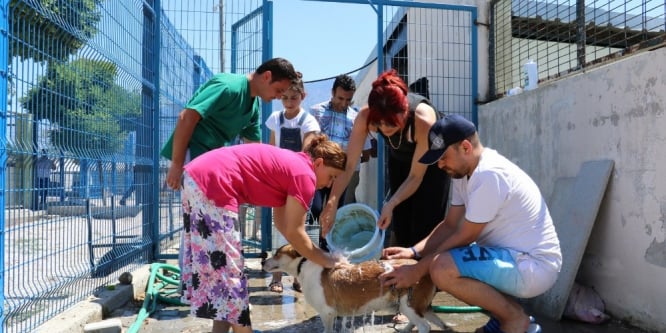 Barınaktaki hayvanları serinleten etkinlik