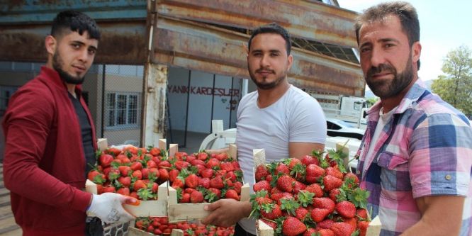 Çilek sezonu başladı