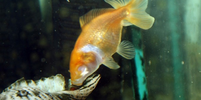 Japon balığı gözleri olmadan yaşıyor