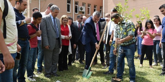 100 bin adet turunç fidanı toprakla buluşuyor