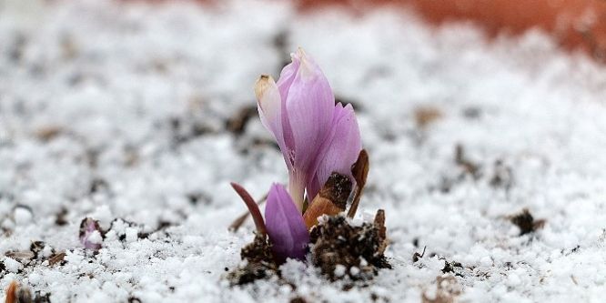 Çiçek açan endemik bitkiler büyük ilgi görüyor