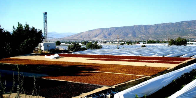 TARİŞ’in kuru üzüm fiyatlarını açıklaması istendi