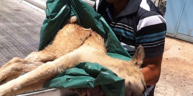 Yaralı sokak köpeğinin tedavisi için seferber oldular