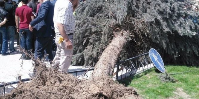 Belediye işçisinin üzerine ağaç devrildi