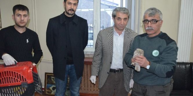 Kukumav kuşu tedavi altına alındı