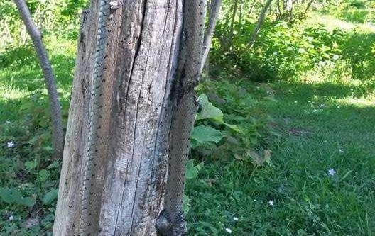 Fındık bahçelerinde görülen yılanlar paniğe yol çatı