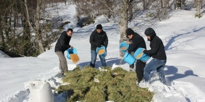 Yaban hayatına yaşam desteği sağlanıyor