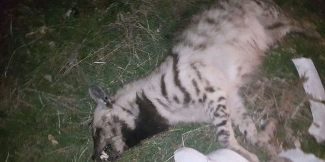 Soyu tükenmekte olan hayvan kazada telef oldu