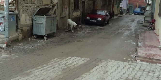 Kuduz alarmı verildi