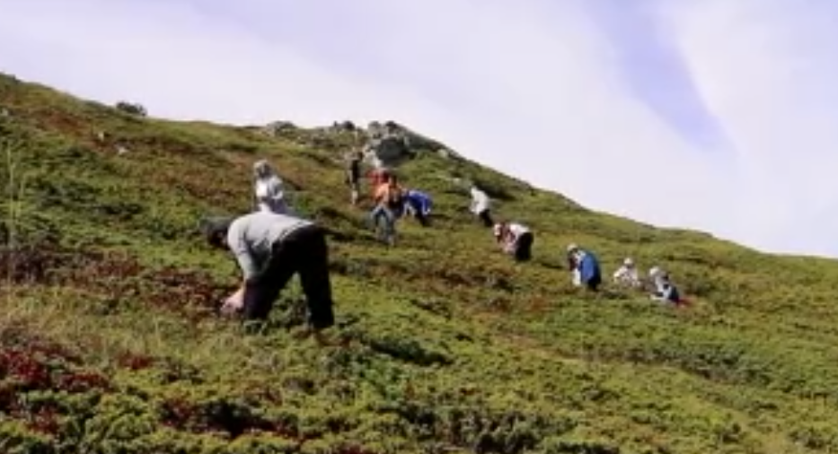 2.Yaban Mersini Toplama Şenliği yapıldı