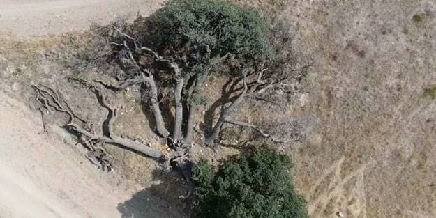 3 asırlık ağaca korkudan kimse dokunamıyor