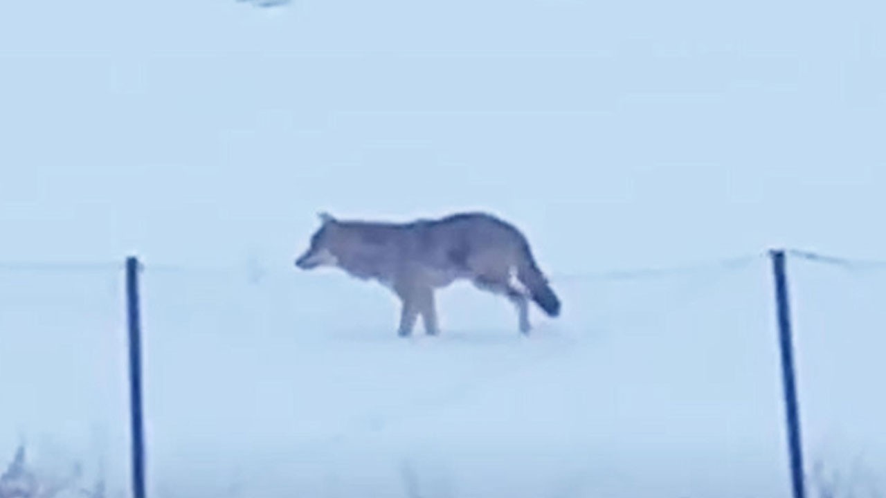 3 ayakla hayatta kalma savaşı!