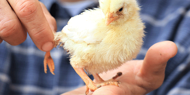 3 ayaklı civcive ilgi büyük! 10 katı fiyat teklifi geldi