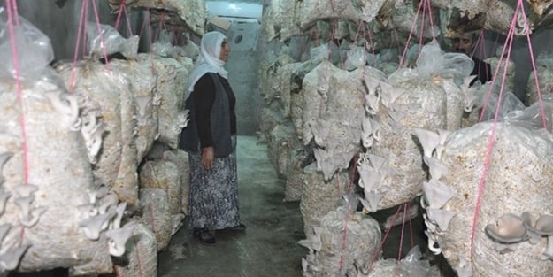 3 ayda 2 ton mantar üretti