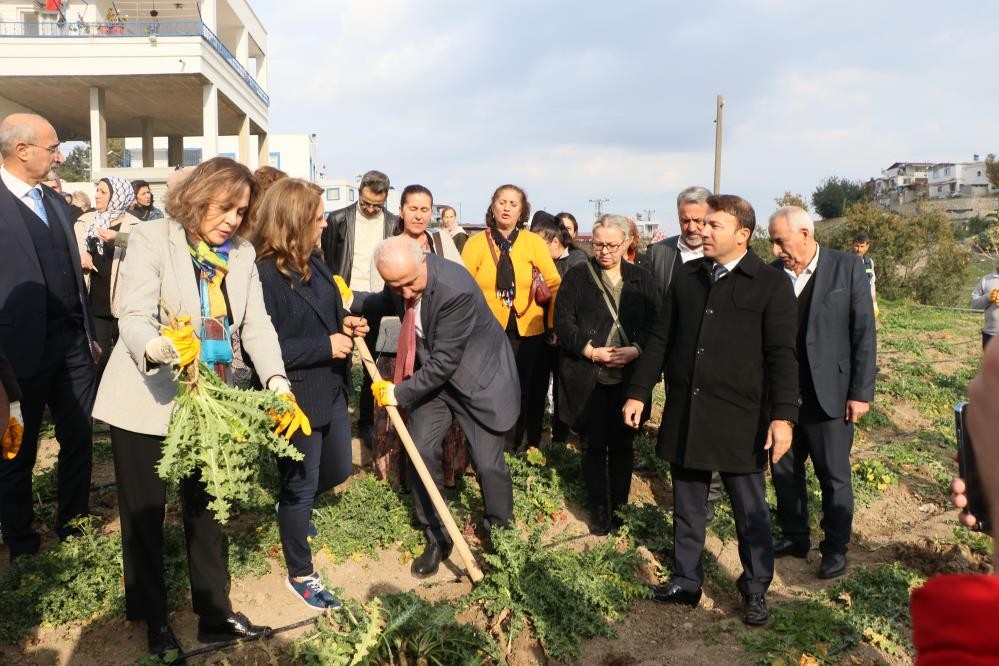 3 ayda hasat vakti geldi, kilosu 60 liradan satılıyor