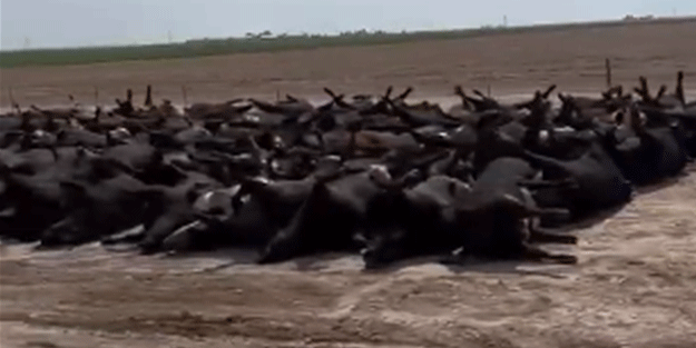 3 bin büyükbaş hayvan öldü! Kurban Bayramı öncesi sinsi planlar devreye mi alındı?