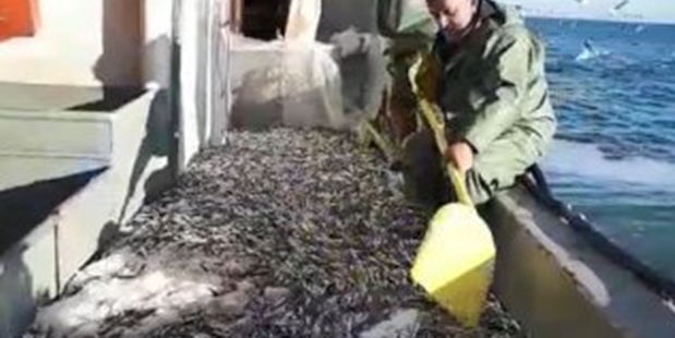 3 bin kasa hamsiyle döndüler