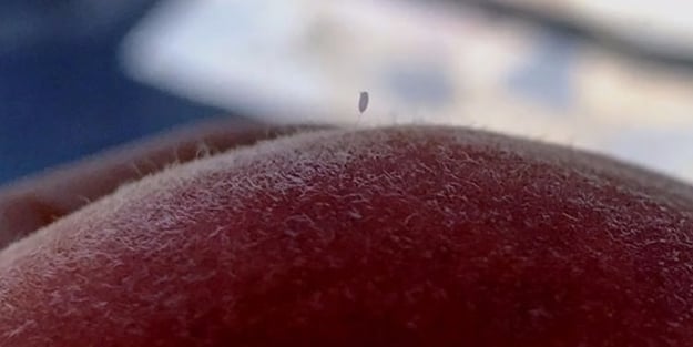 3 bin yılda bir açıan çiçek Çanakkale'de görüntülendi