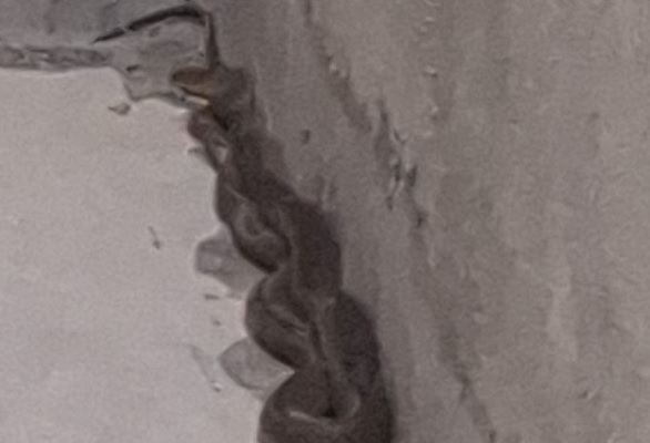 3 buçuk metrelik yılan böyle yakalandı