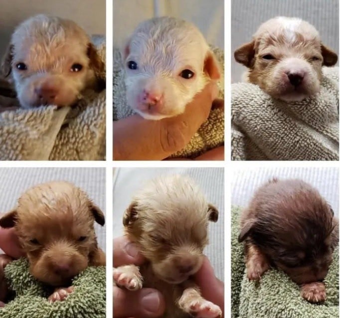 3 günlük köpek yavrularını çöpe atan kadına hapis cezası 
